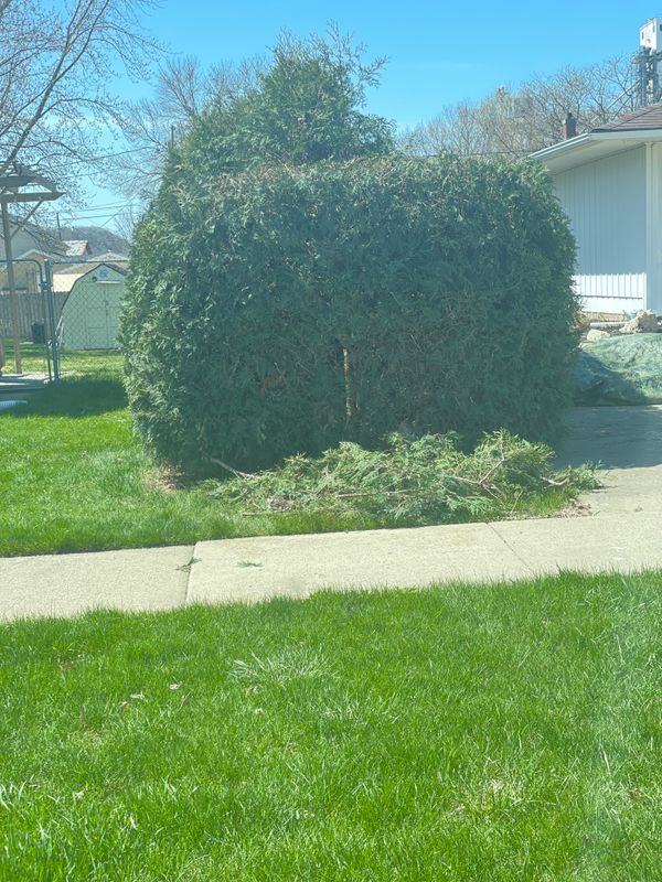 Shrub Trimming