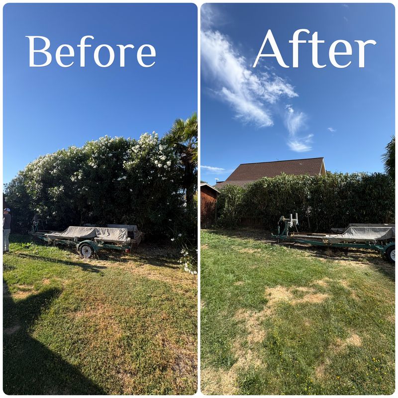 Tree & Shrub Care