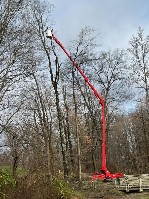 Tree Services