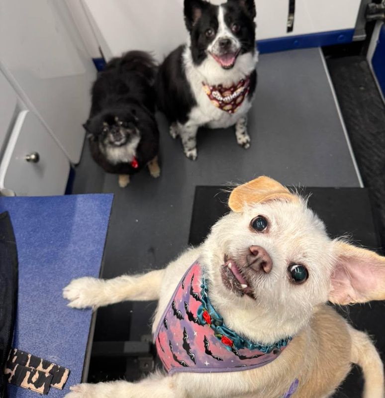 Boarding and Daycare