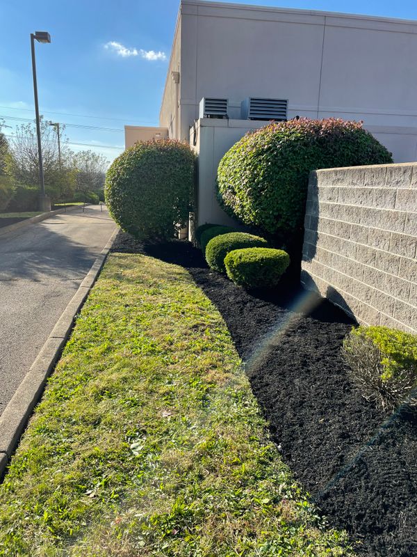 Shrub Trimming
