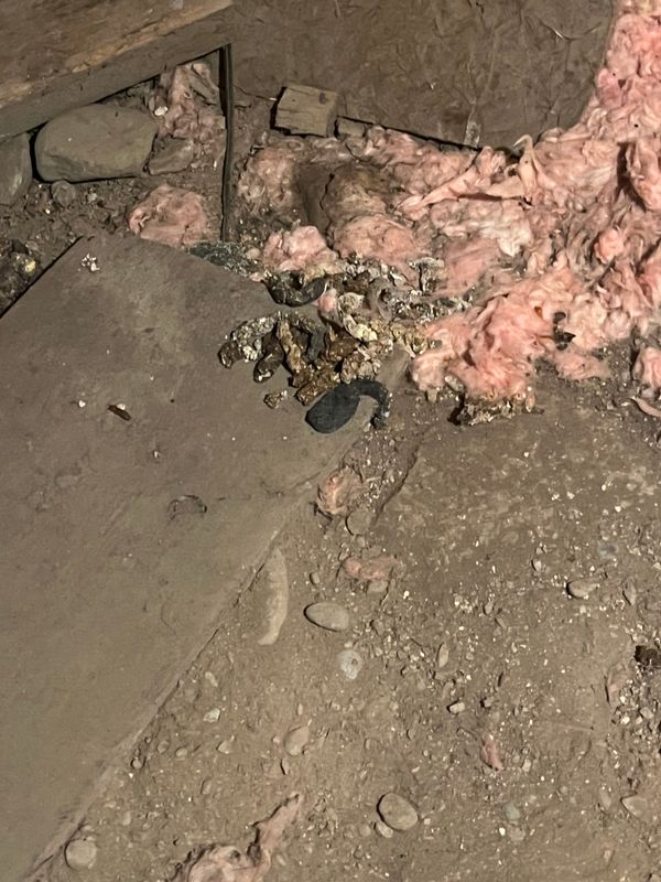 Rodent Control