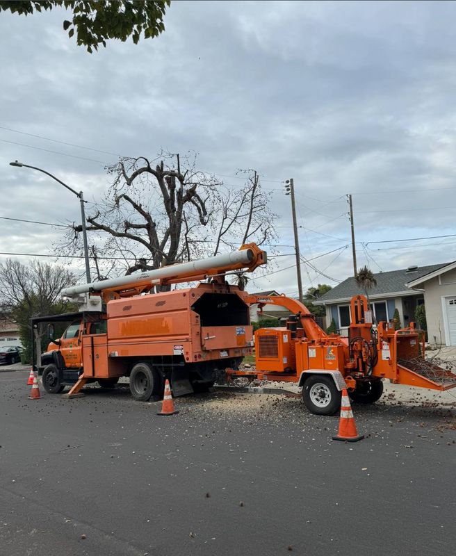 Tree Services