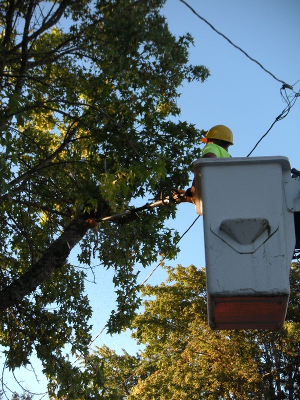 Tree Removals