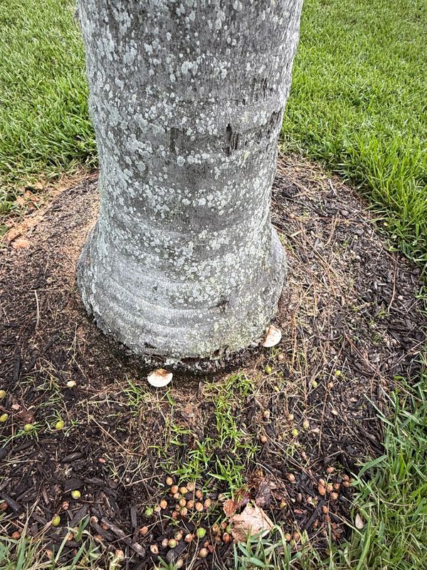 Tree Removal gallery