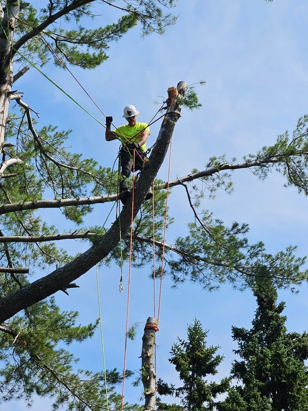 Tree Removal