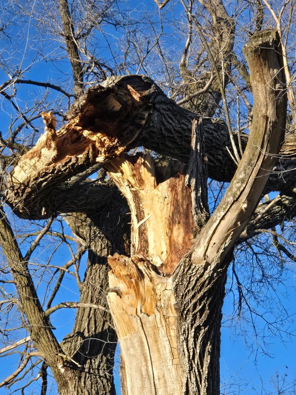 Tree Trimming