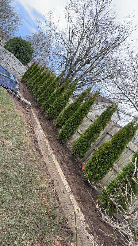 Shrub & Plant Installation Photos