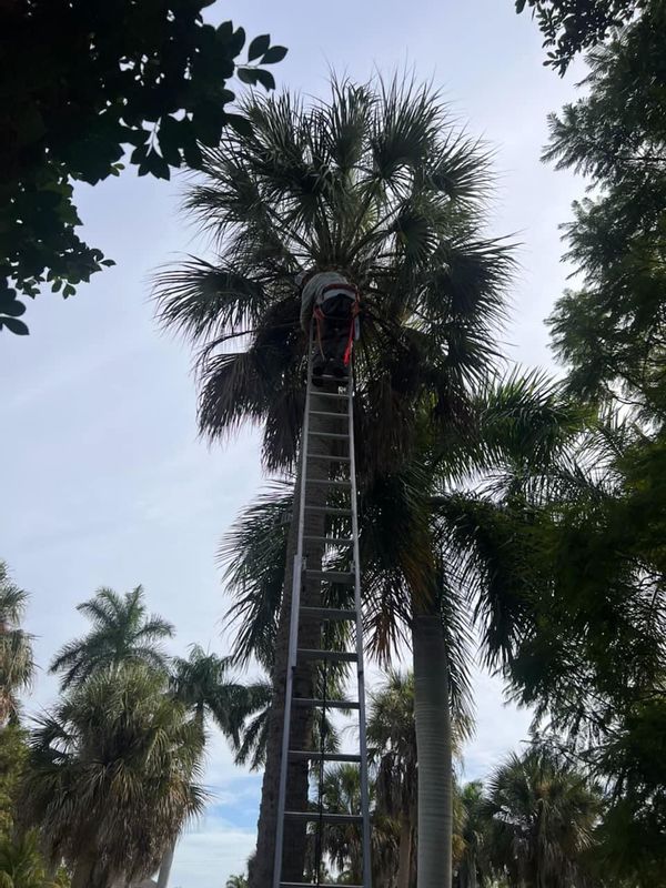 Trimming and pruning