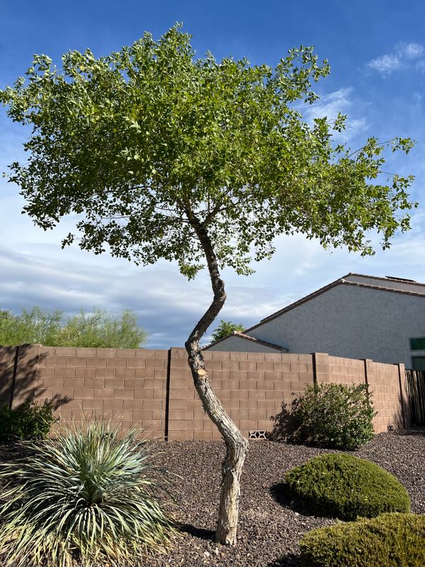 Tree & Shrub Care