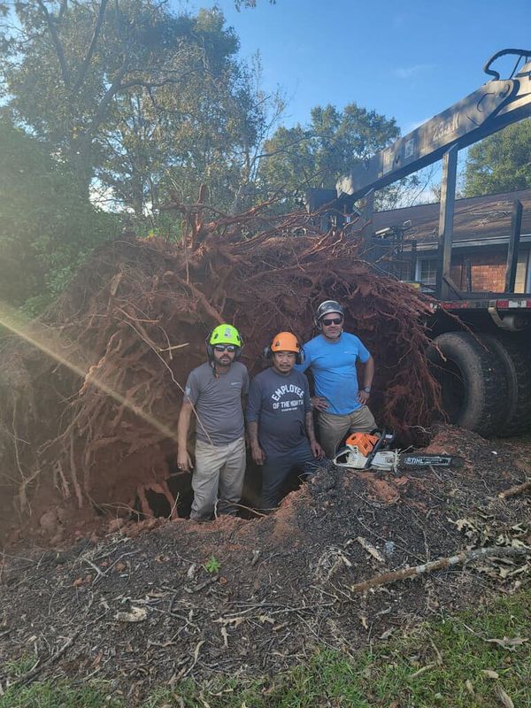 Stump Removal