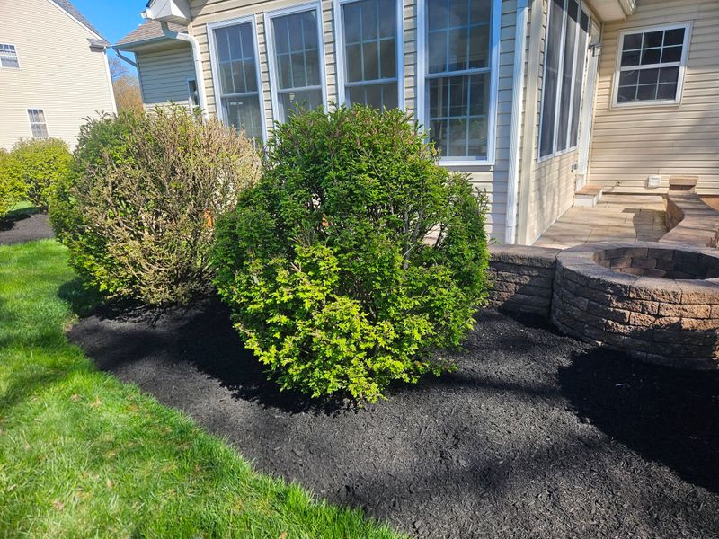 Tree & Shrub Care