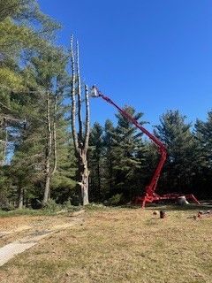 Tree Removal