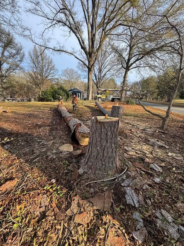 Stump Removal