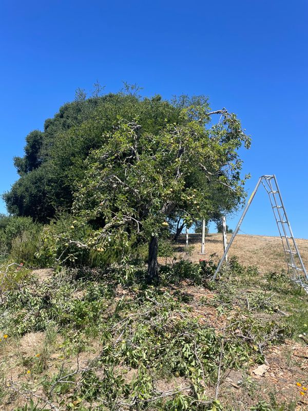 Tree Health and Maintenance