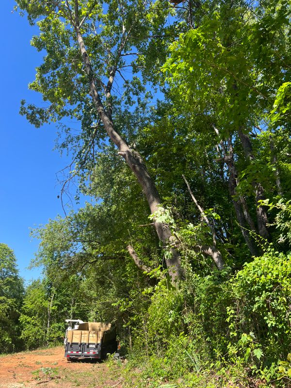 Lot Clearing