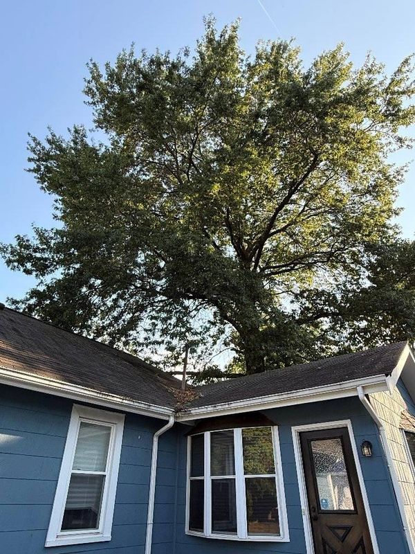 Tree Trimming