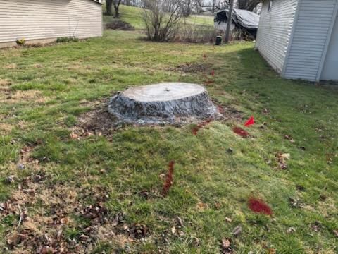 Revitalizing Yards in Columbus: Conrad's Expert Stump Removal for a Pristine Landscape Transformation