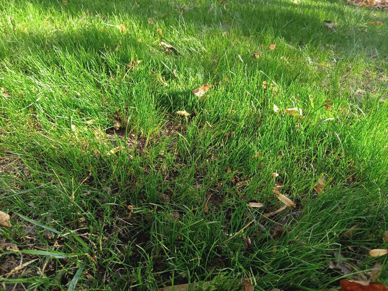Grass Up