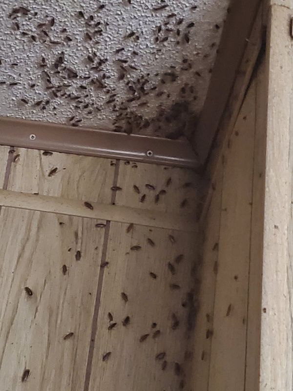 Cockroach Extermination