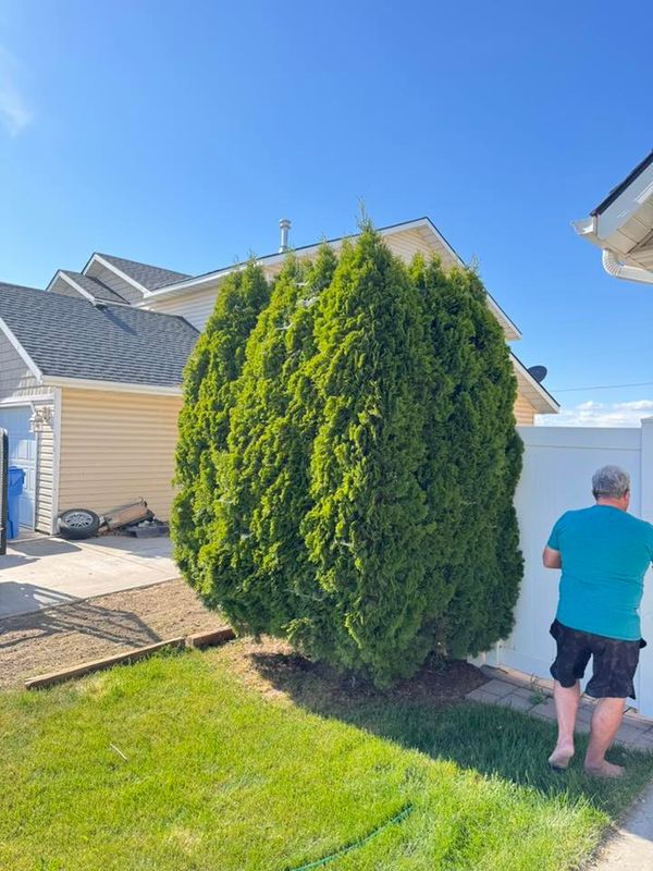 Tree & Shrub Care