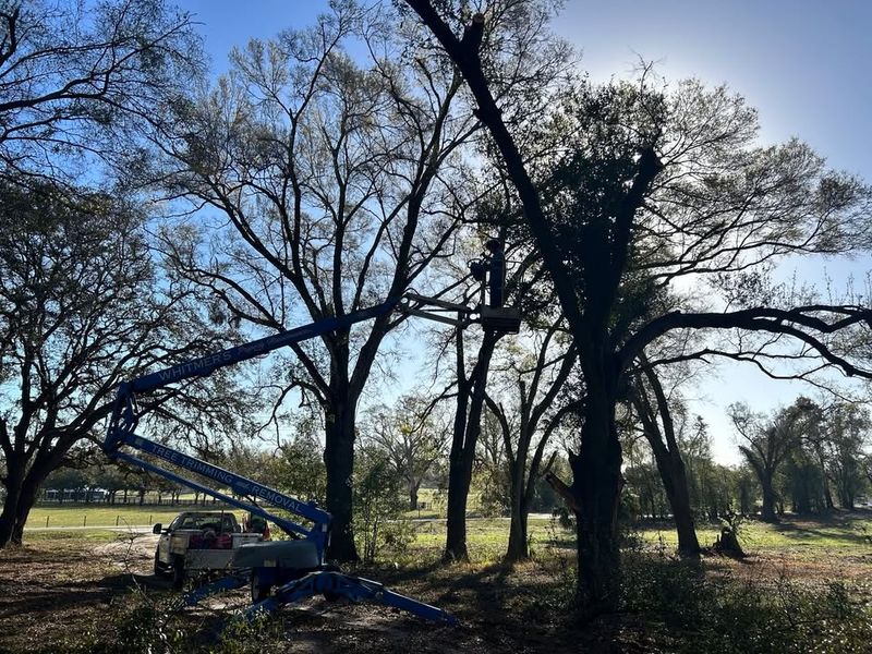 Forestry Mulching