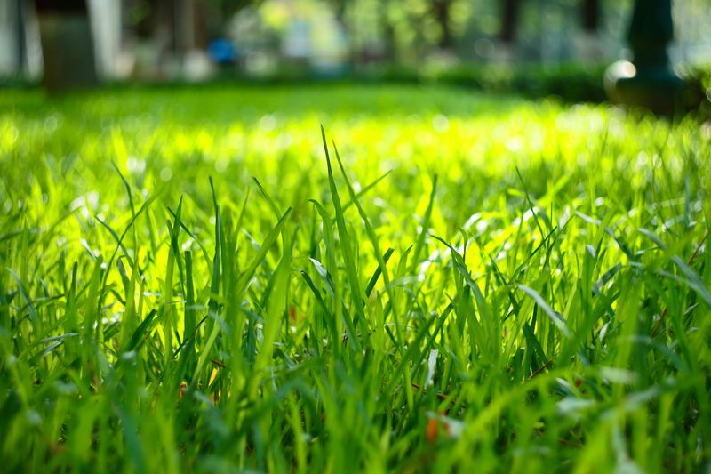 Lawn Care and Maintenance