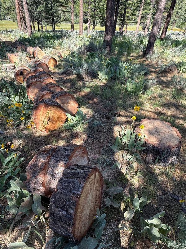 Tree Removal