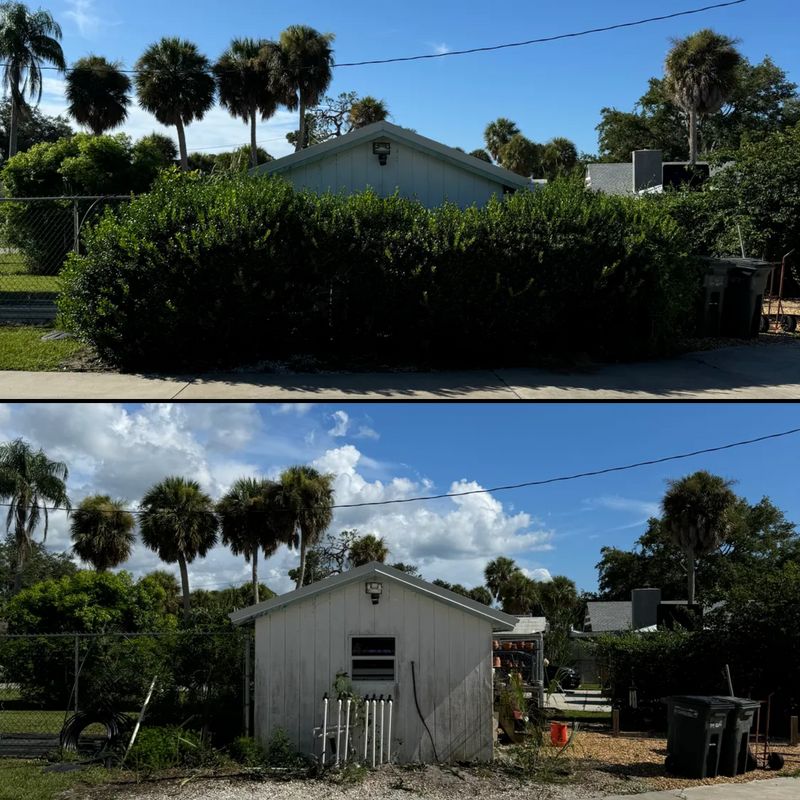 Tree Removal