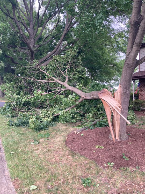 Tree & Shrub Care