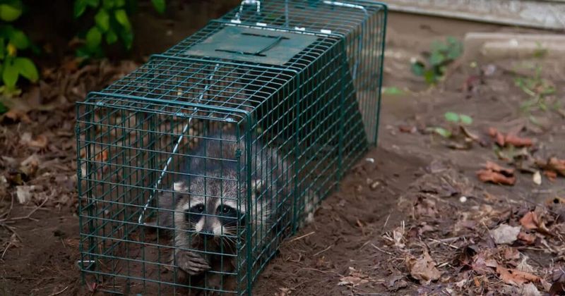 Humane Animal Trapping and Relocation