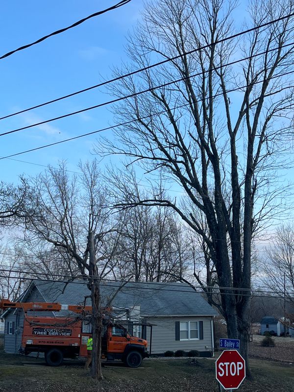 Tree Trimming