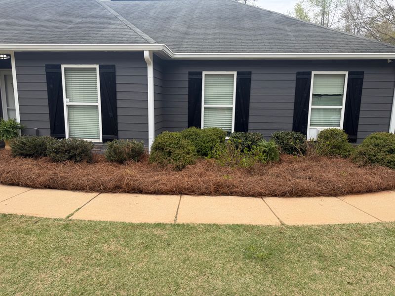 Pine Straw