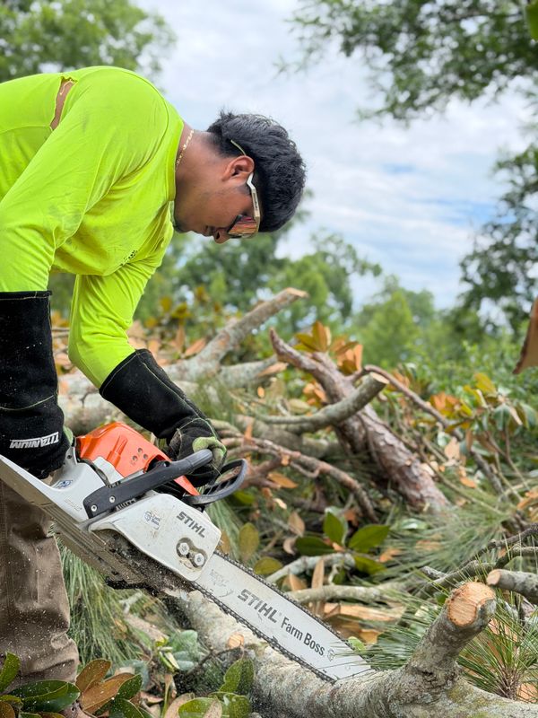 Tree & Shrub Care
