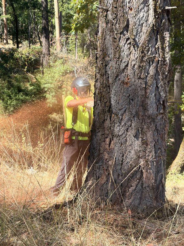 Tree Removal