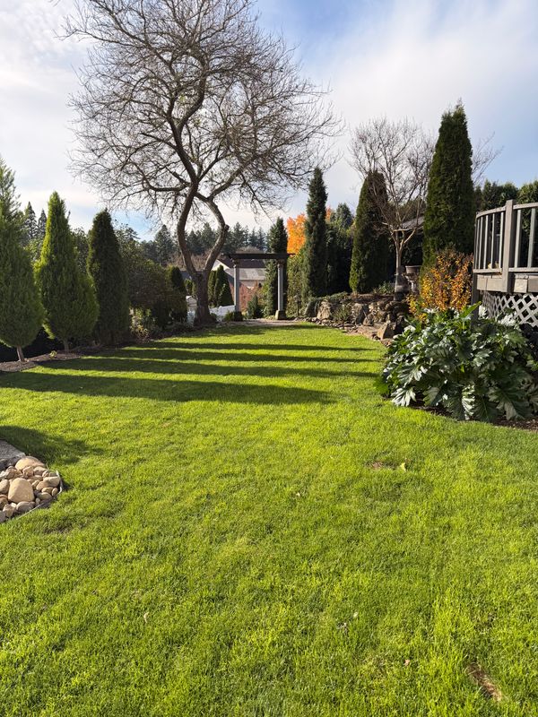 Lawn Aeration