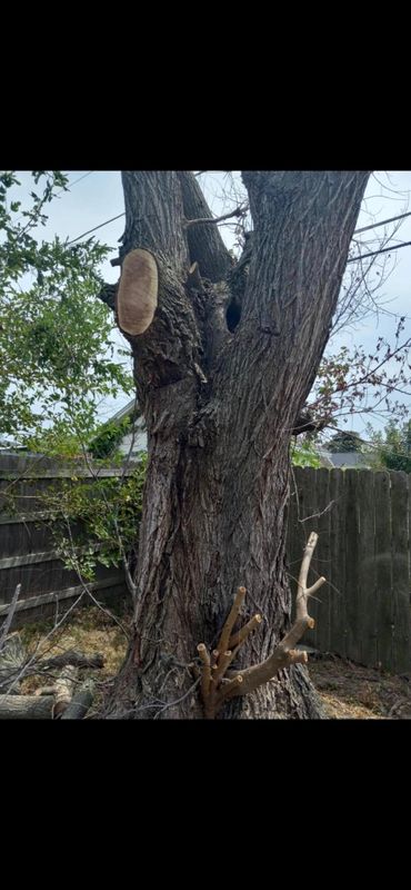 Tree & Shrub Care