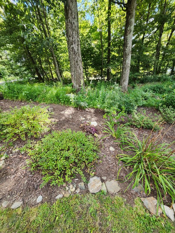 Muclhing & Weeding