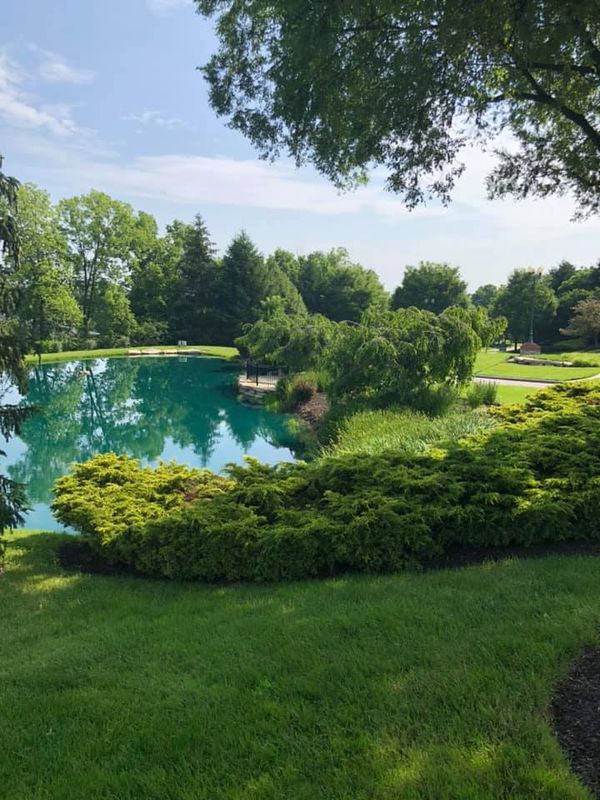 Tree And Shrub Maintenance