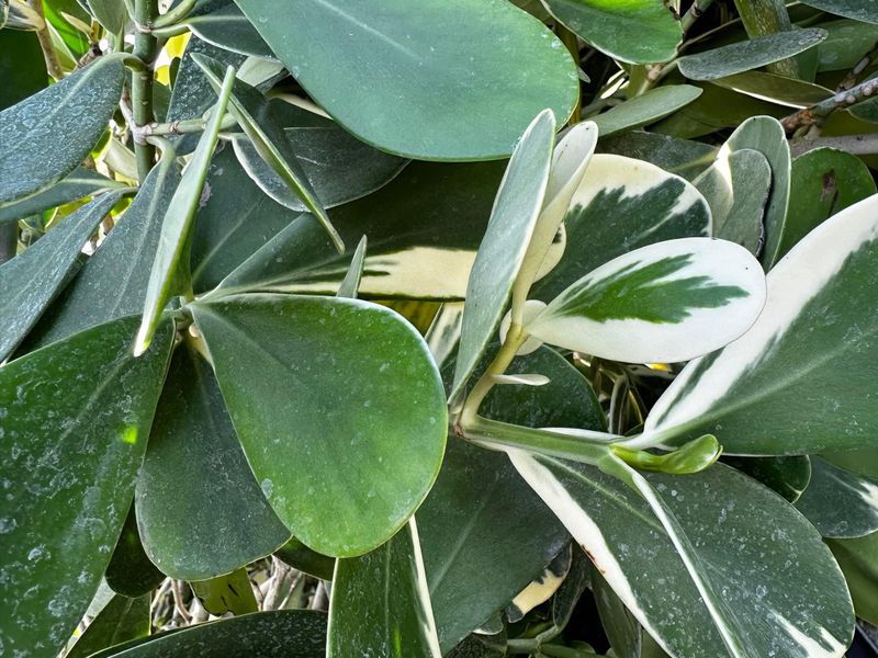 Plant and tree list