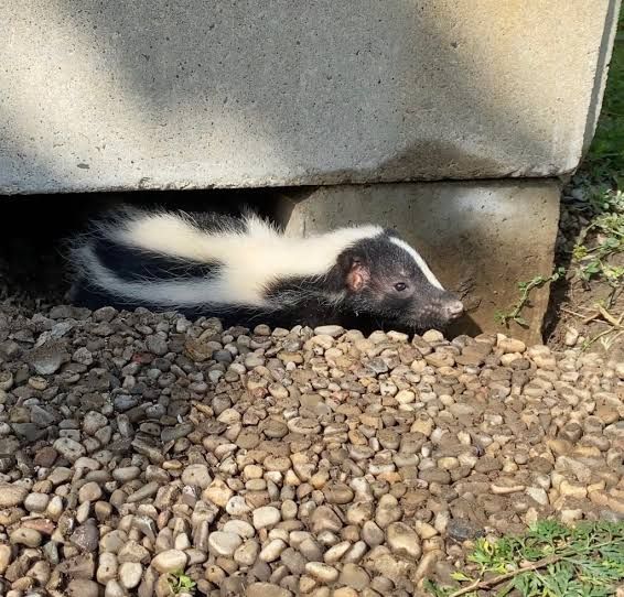 Skunk Removal