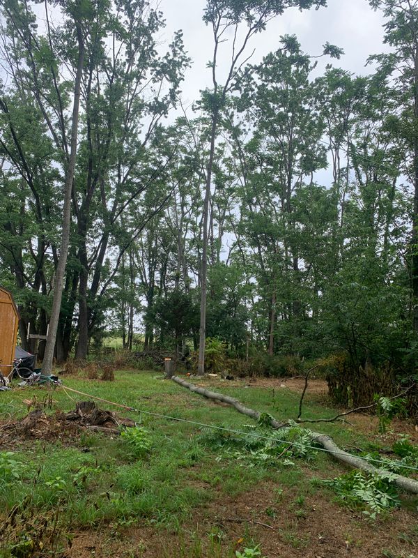 Tree Removal gallery