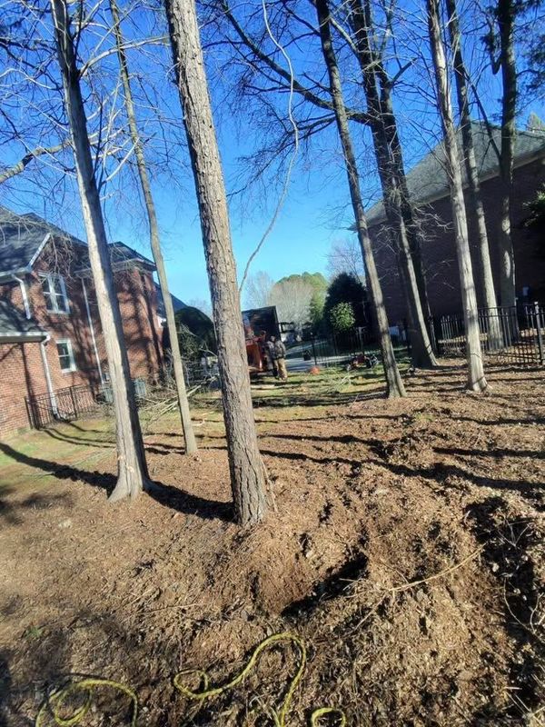 Stump Removal