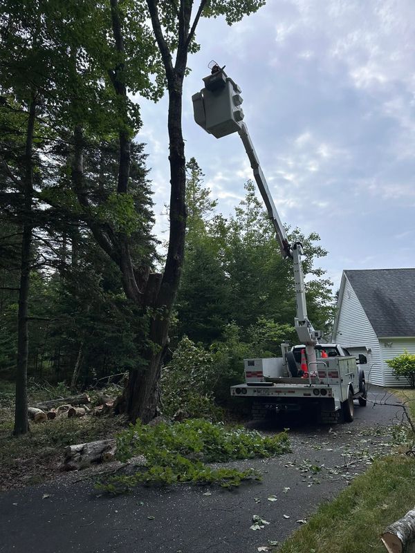 Tree Removal