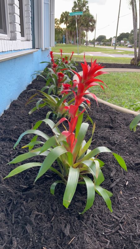 Landscaping & Outdoor Design
