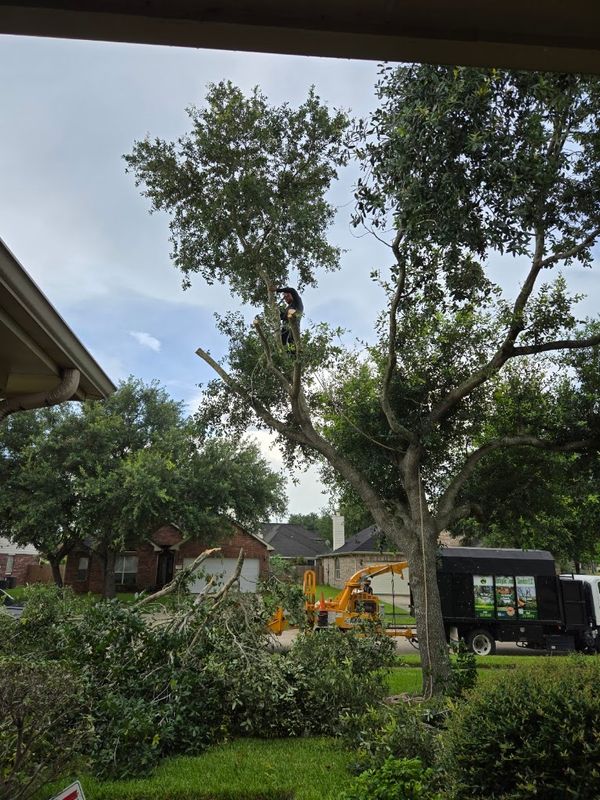 Tree Trimming