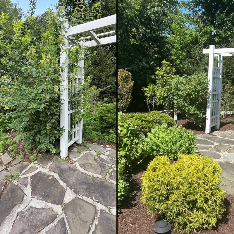 Shrub Trimming