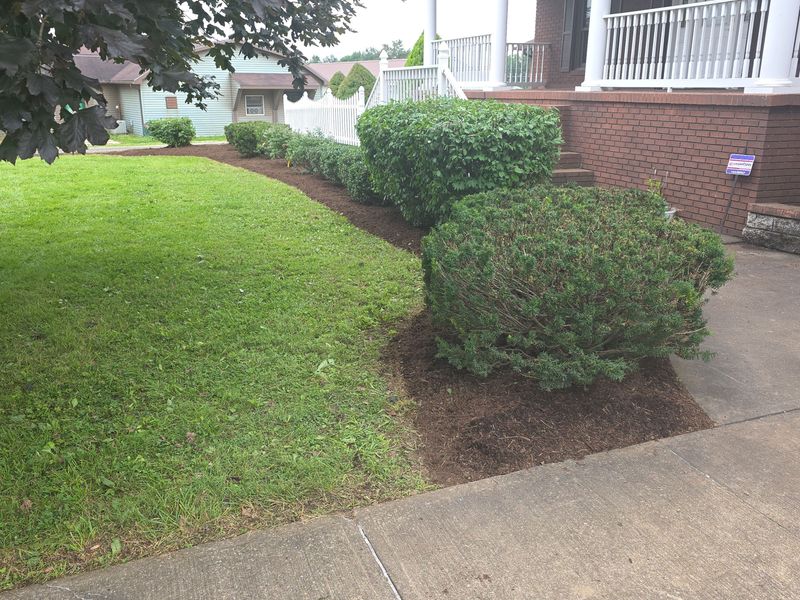 Tree & Shrub Care