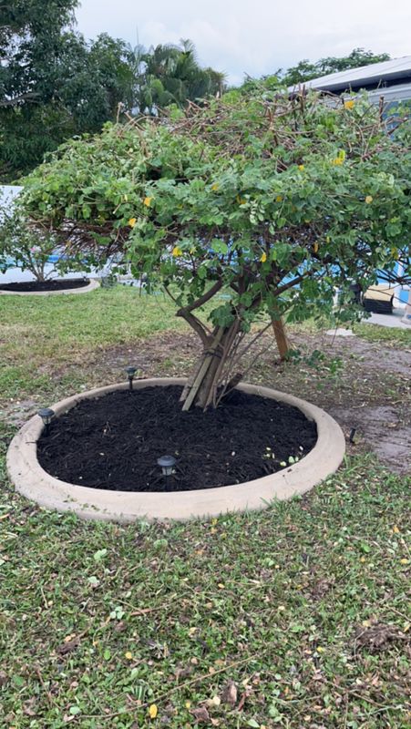 Tree Trimming