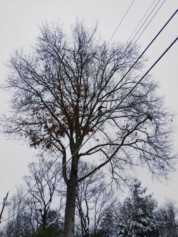 Tree Trimming
